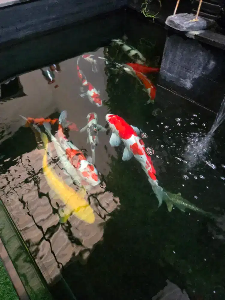 IKAN KOI BIG SIZE