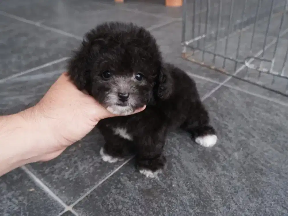 Poodle silver size super Tiny berkaos kaki lucu