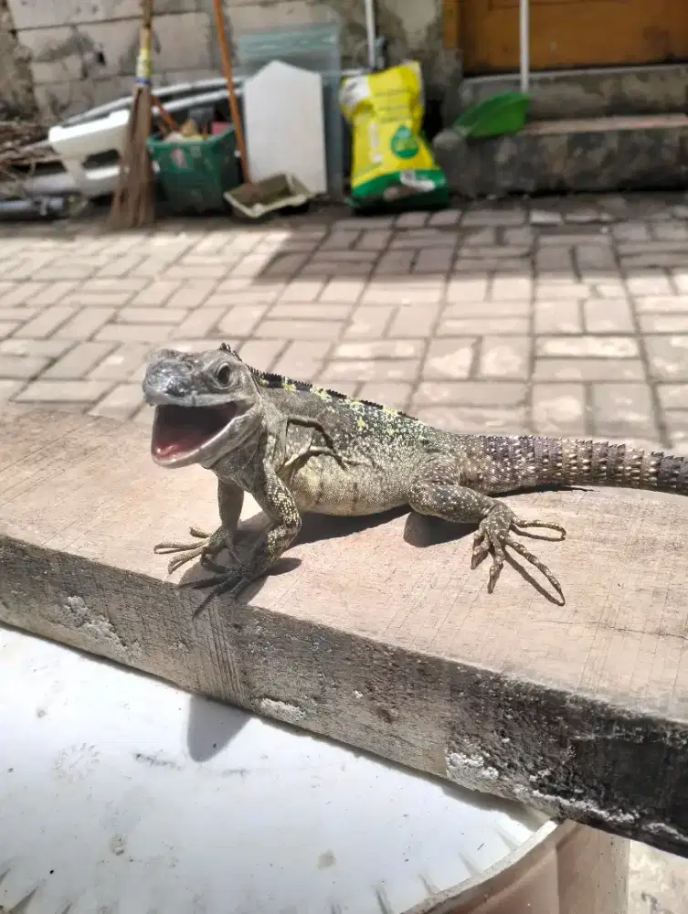 Iguana banana spiny tail