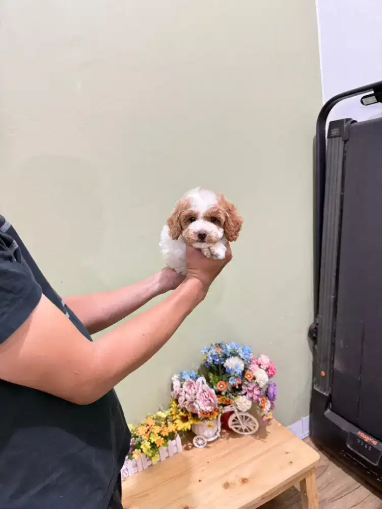 Poodle party size super tiny