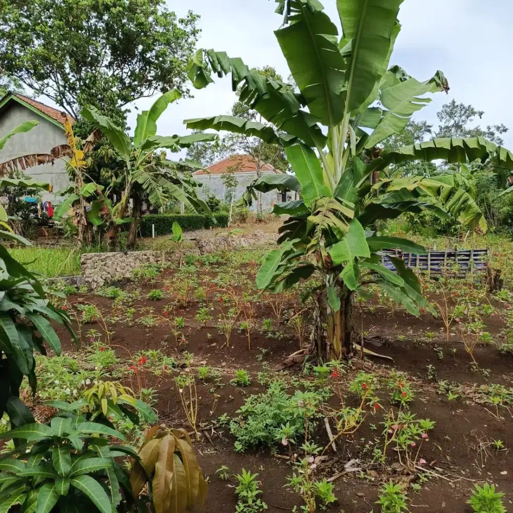 Dijual tanah pekarangan