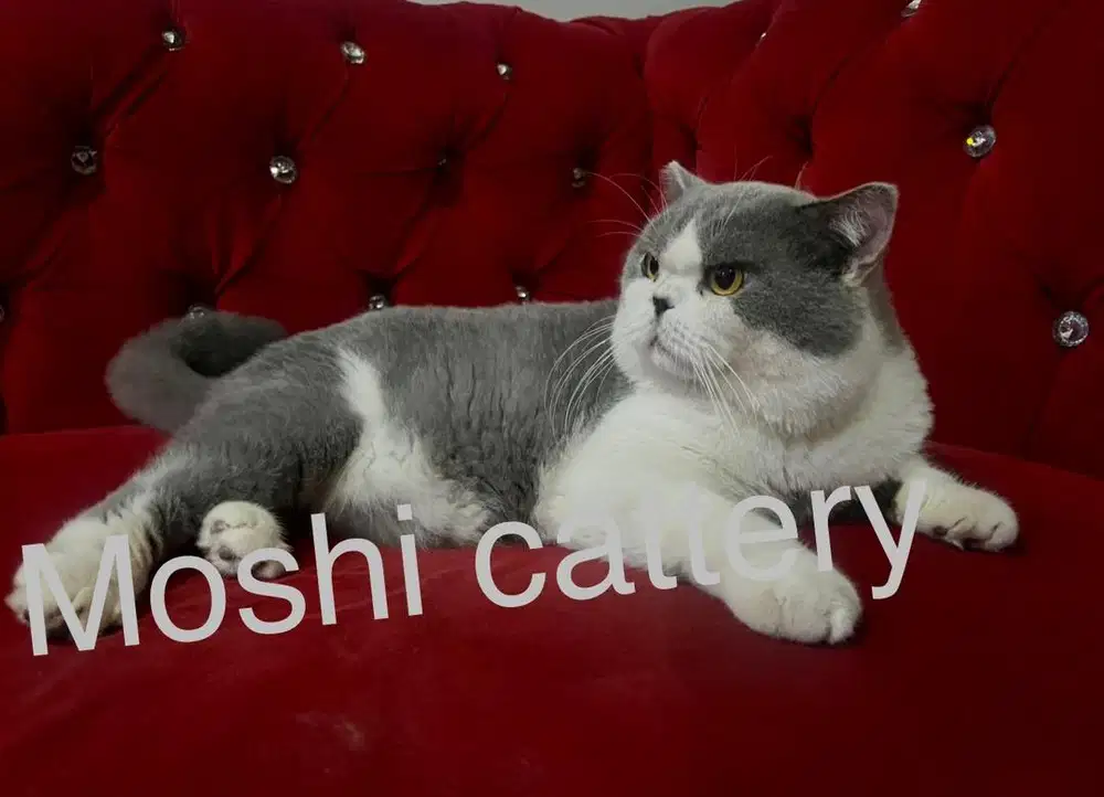 Kucing BSH Blue Bi Color Pedigree CFA & WCF Jantan Show Quality