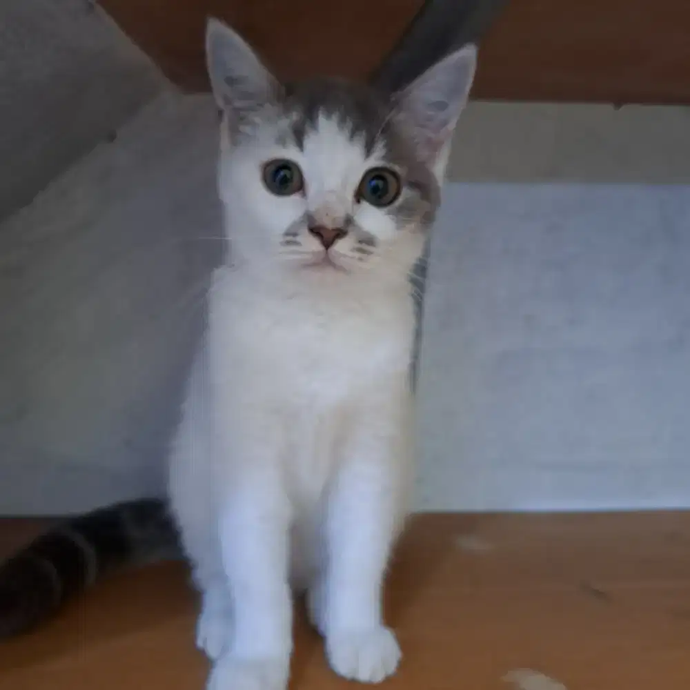 Kitten Anak Kucing Siam mix British Long Hair