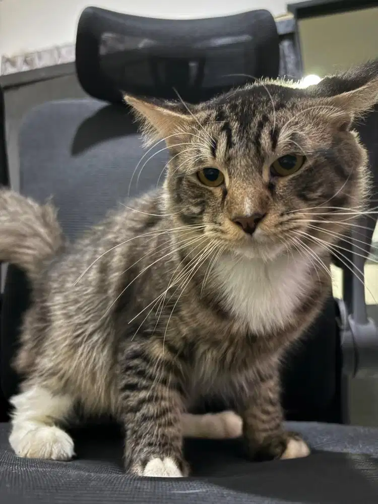 Kitten Jantan Persia