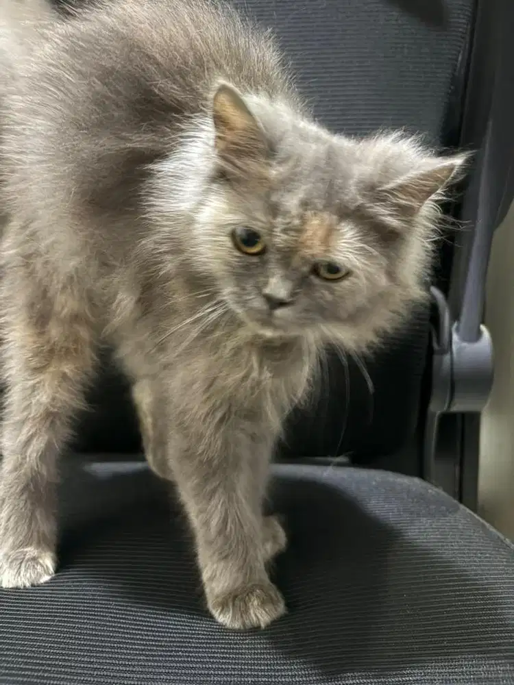 Kitten Persia Betina