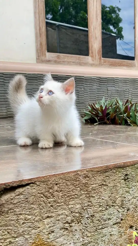Kucing munchkin british shirthair bsh kitten