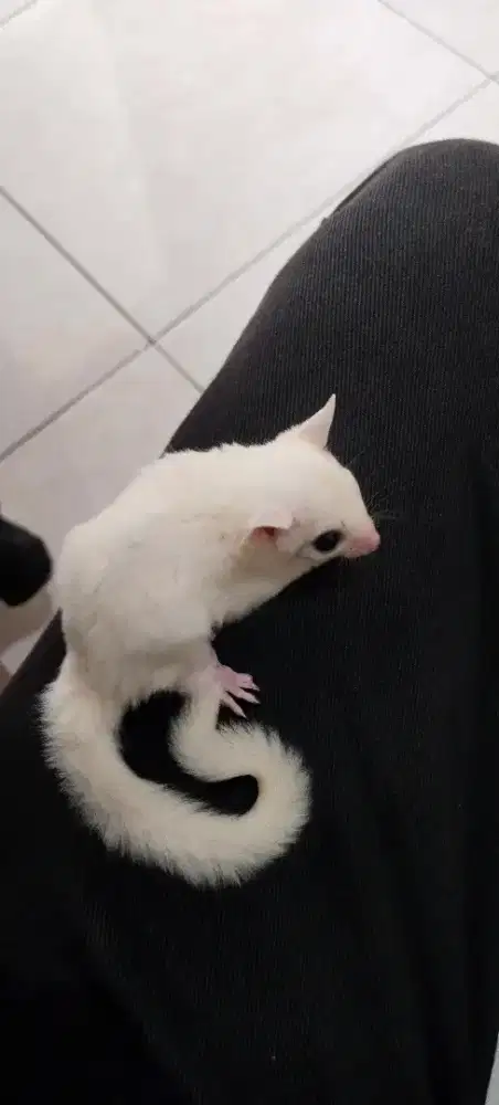 SUGAR GLIDER LEUCISTIk