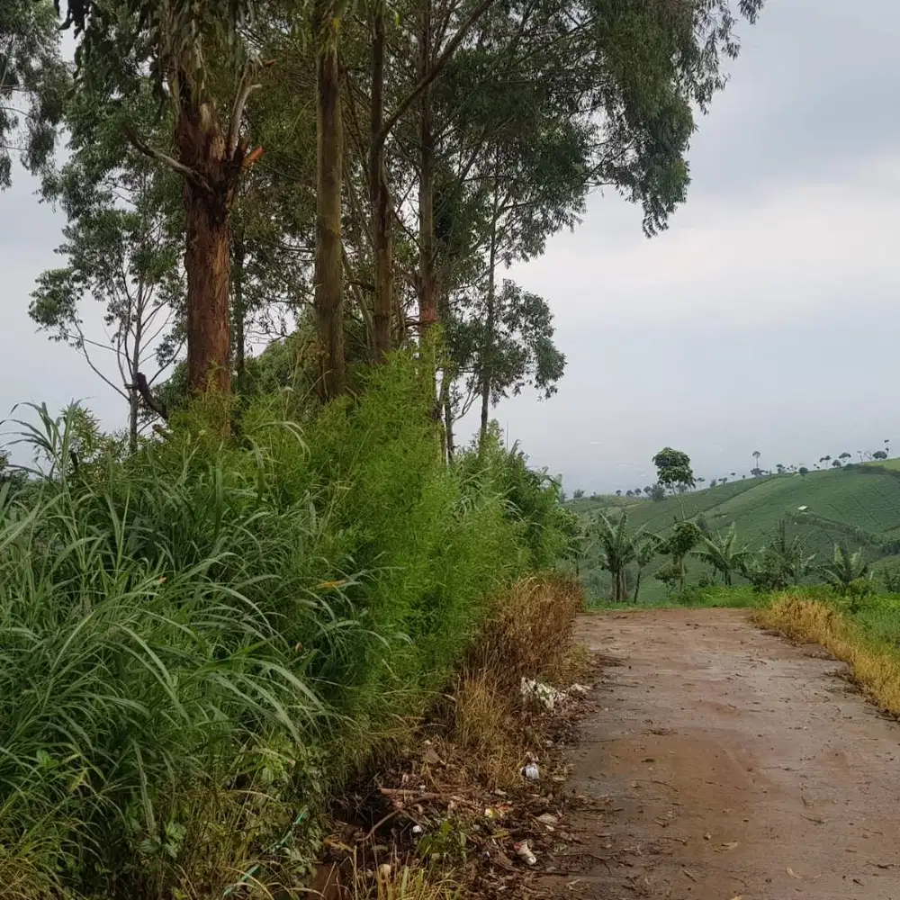 Dijual Tanah Shm 15.530 M2 Cimenyan Bandung