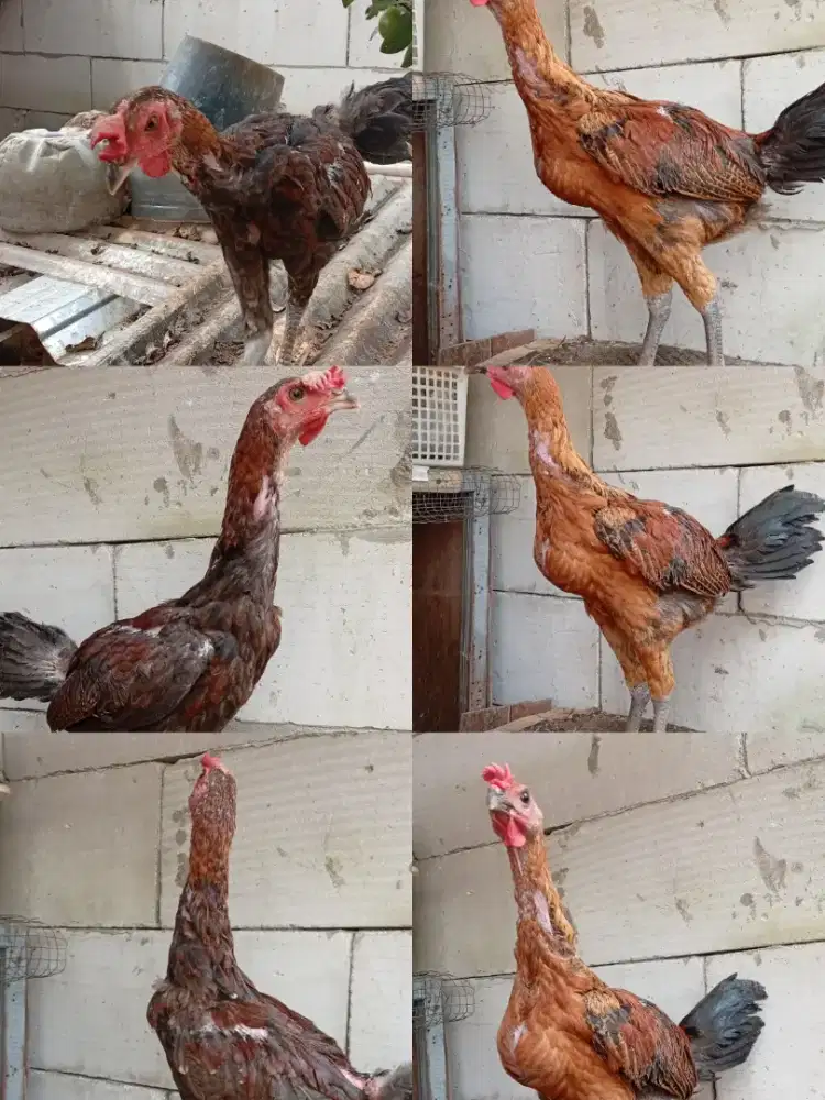 Bismillahirrahmanirrahim jual ayam Pelung