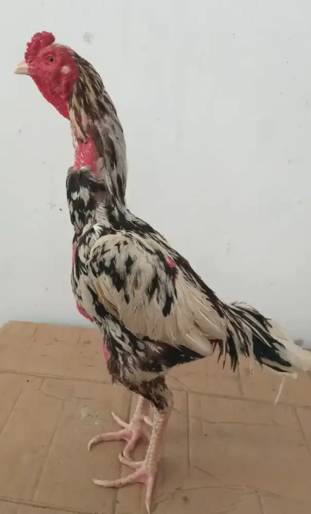 Jual ayam bngkok x khoyngon pukulan berat.