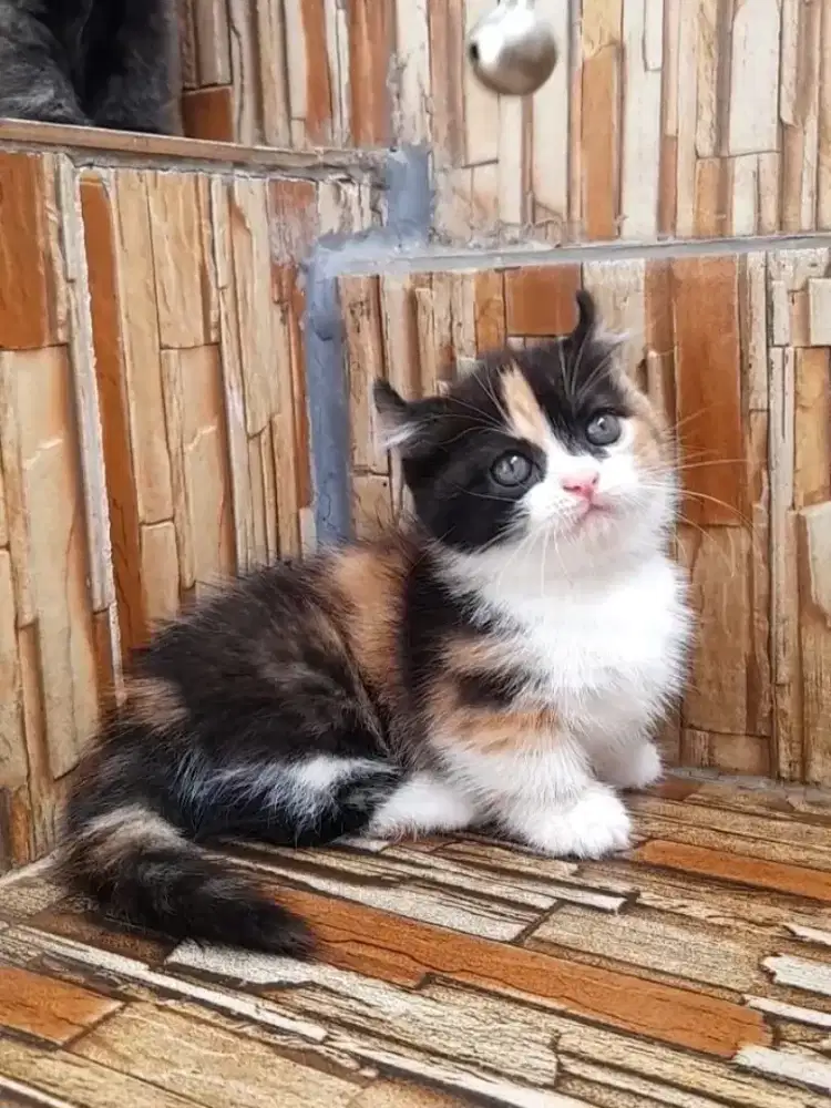 kitten munckhin Kinkalaw