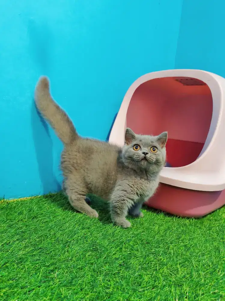 Munchkin BSH Blue Solid Jantan British Short Hair Cebol Kitten