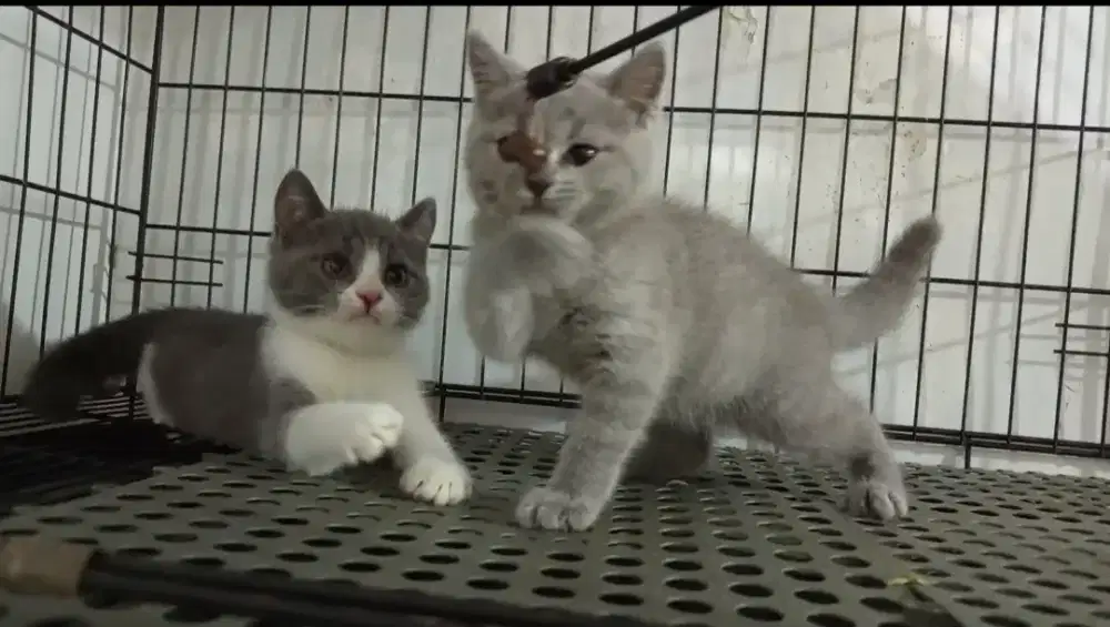 BSH MALE FEMALE