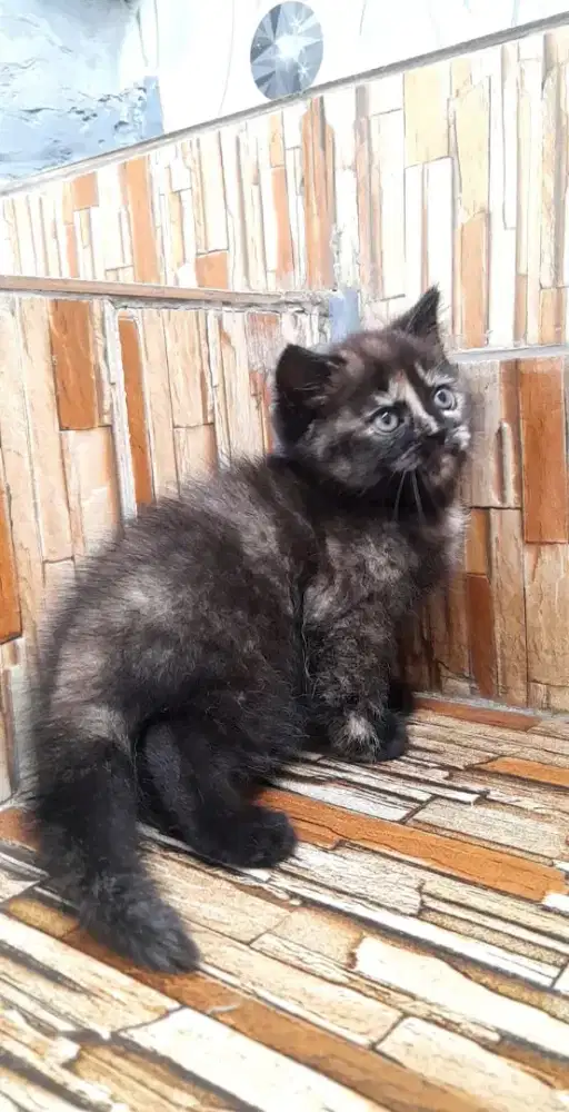 kitten British shorhairr