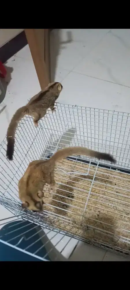 Sugar Glider Wf sepasang