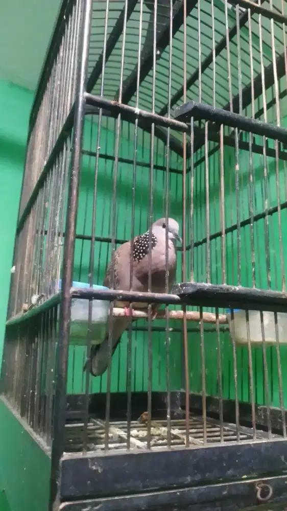 Tekukur rawatan