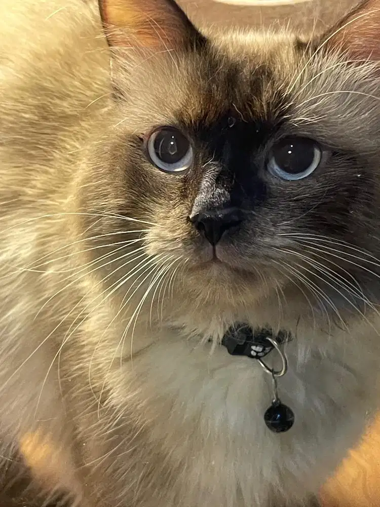 Pacak kucing himalaya