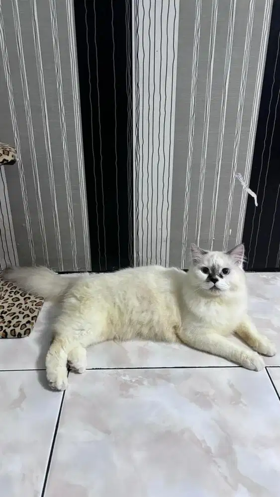 KUCING RAGDOL MALE
