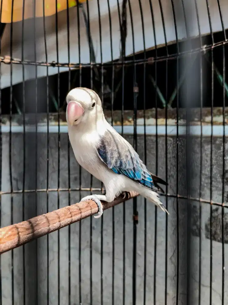 Lovebird Biola Ewing Mouve