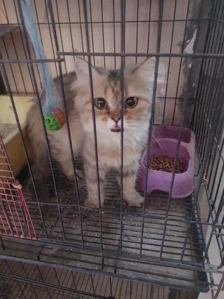 Kucing betina usia 6 bulan
