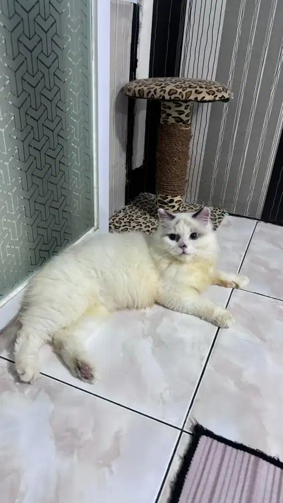 KUCING RAGDOL JANTAN