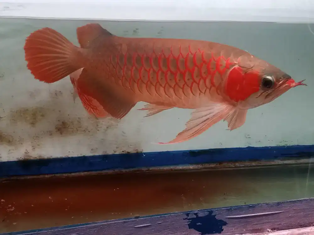 Ikan arwana jumbo