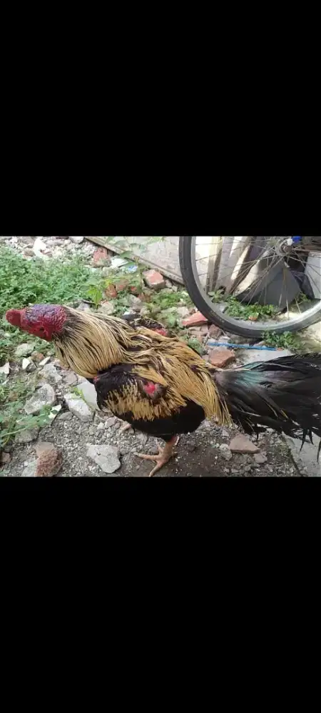 Jual murah ayam Bangkok habis di adu.