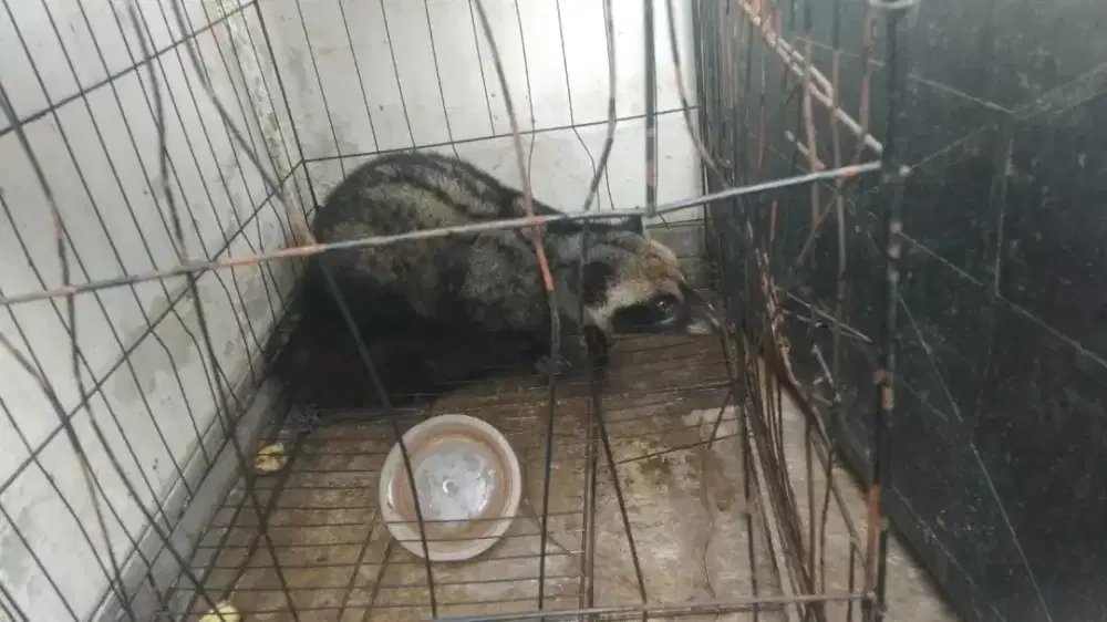 Hewan peliharaan Musang