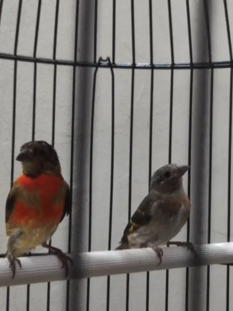 Red Siskin Clasik Remaja Sepasang