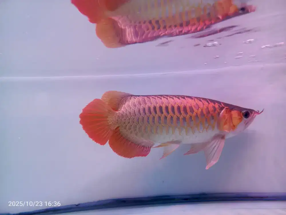 Arwana Super Red SSB 38cm