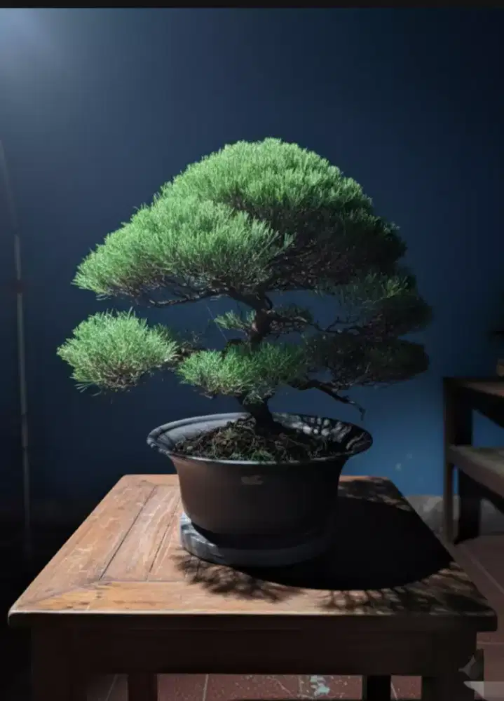 Bonsai Cemara Udang siap pajang