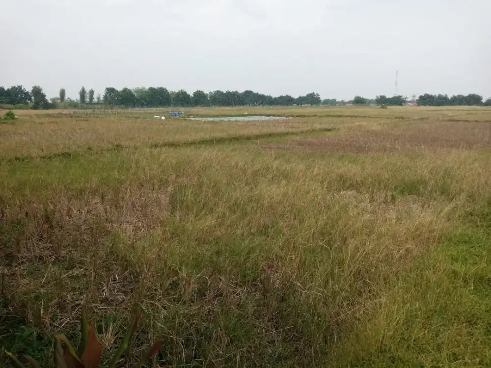 DI JUAL TANAH MURAH ZONA INDUSTRI DI SUBANG JAWA BARAT