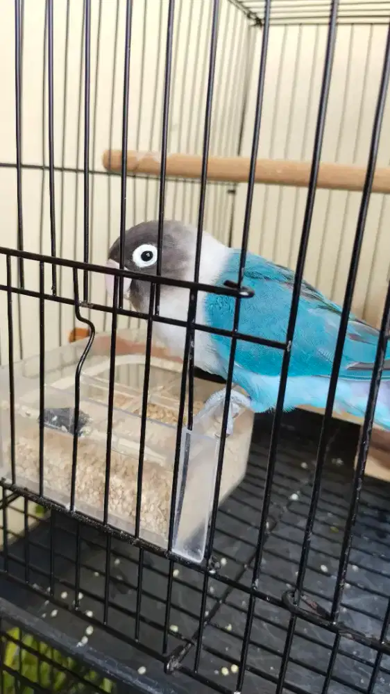 Lovebird cobalt kepala hitam jual burung saja