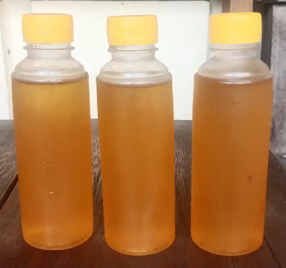 Madu klanceng trigona jenis itama asli 100%
