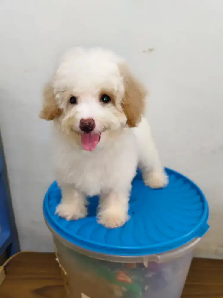 Anak Anjing Poodle