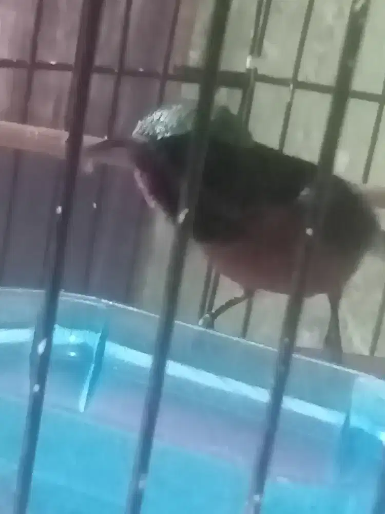 Kolibri merah gacor