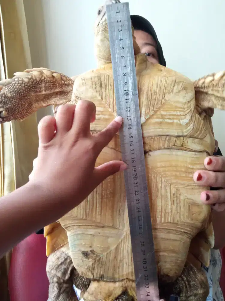 Kura Sulcata Jantan