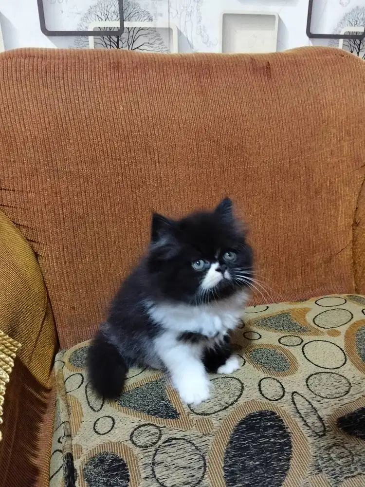 Jantan Persia kitten