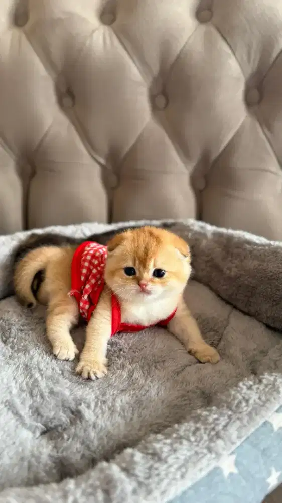 scottish fold golden betina kitten anak improt