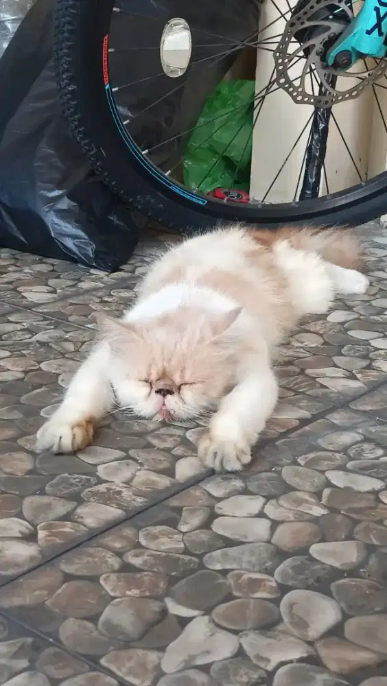 kucing peaknose