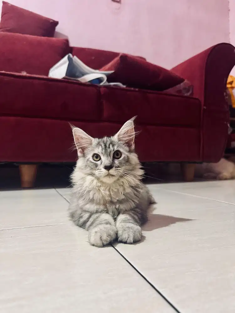 Kitten Female Mainecoon Maine Coon Parent Pedigree CFA