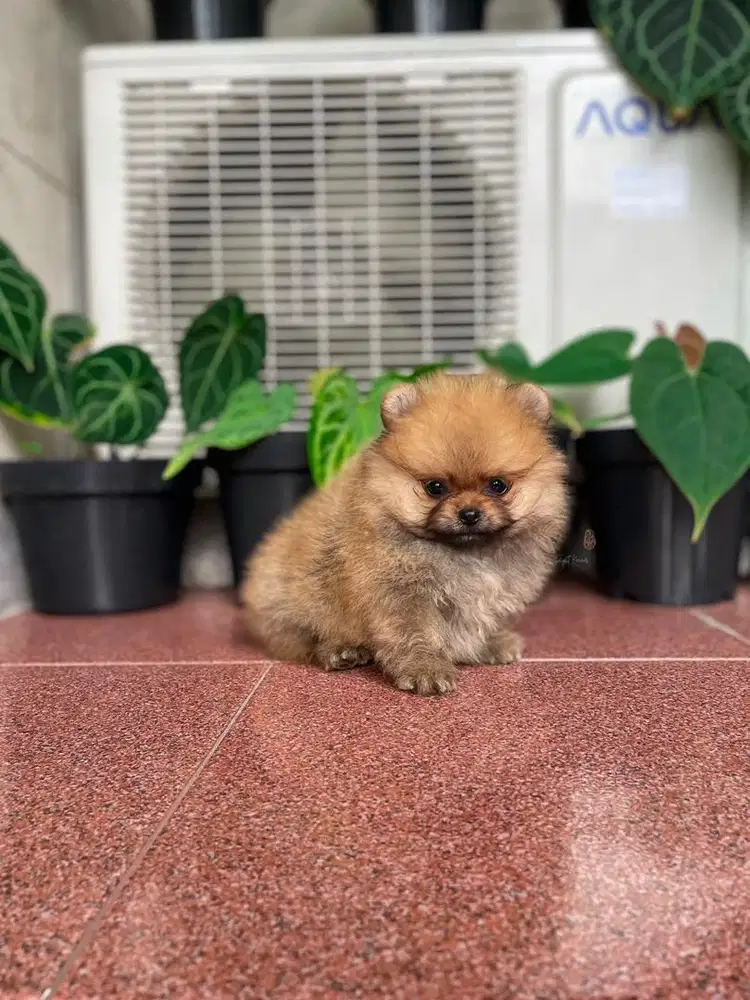 Pomeranian Betina