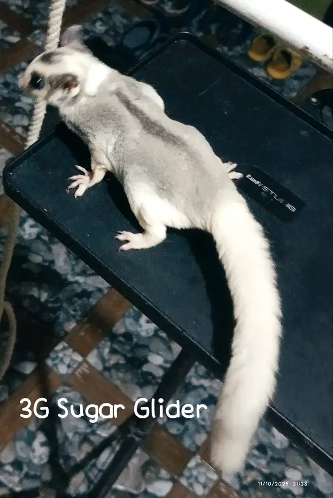 Sugar Glider Mozaic Cantik Bogor