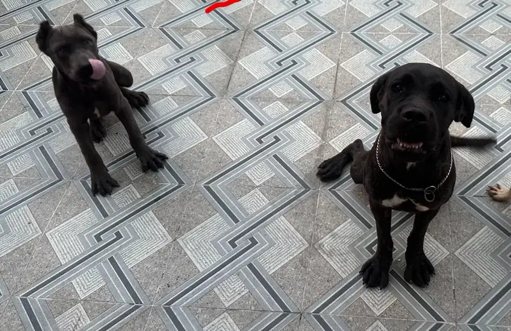 anjing cane corso betina dan jantan sepaket