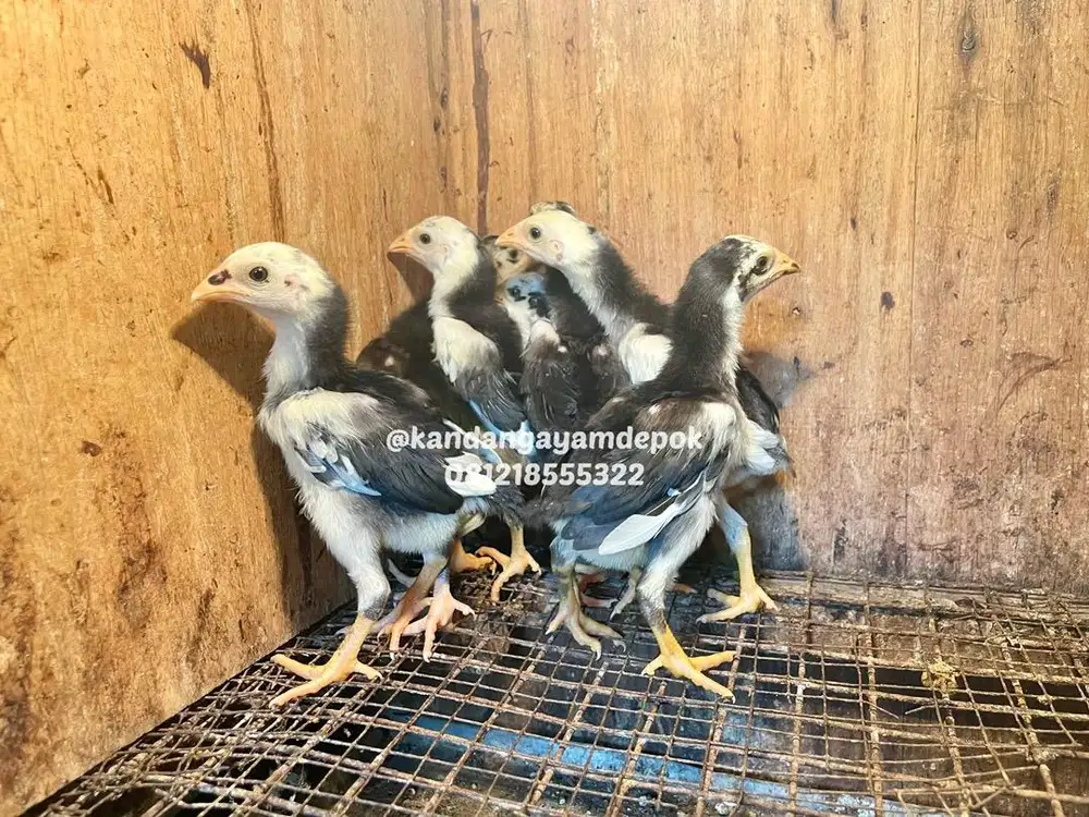 Ayam bangkok klasik 1 bulan