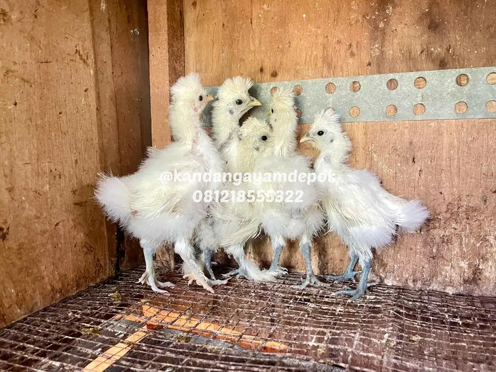 Ayam kapas putih