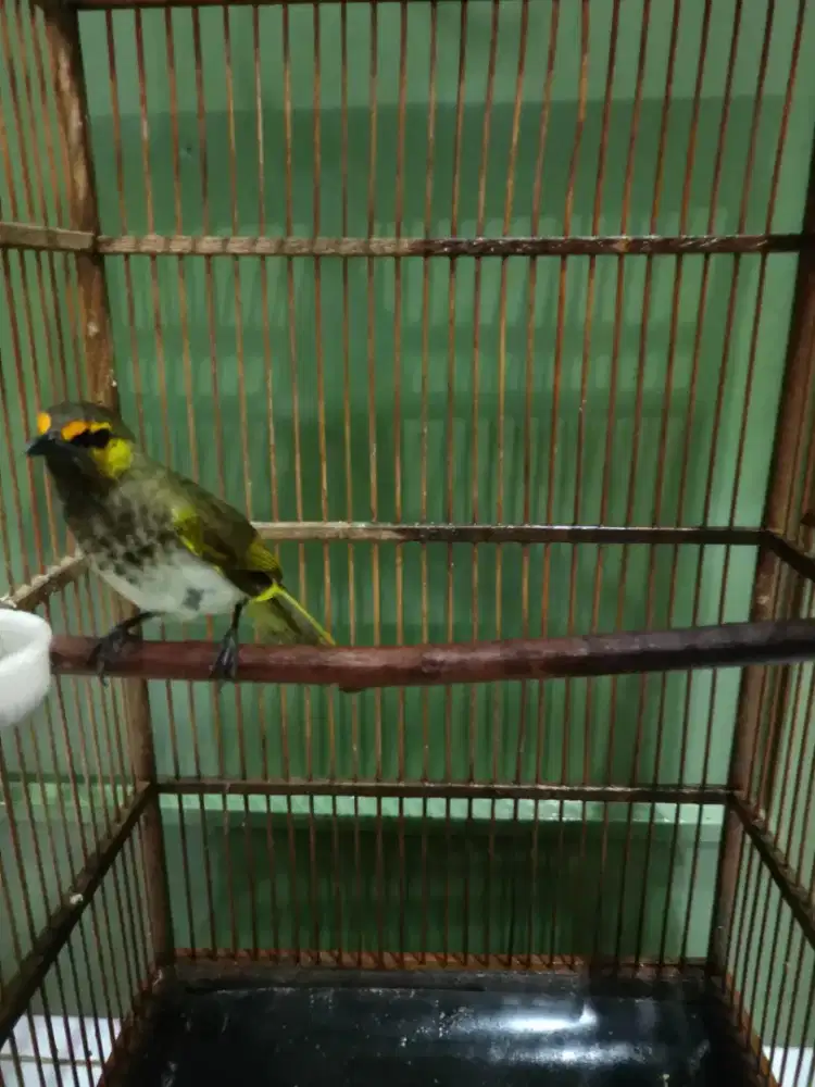 Burung cucak Wilis/ Rengganis gacor