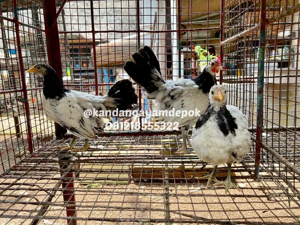Ayam lakenvelder 3-4 bulan