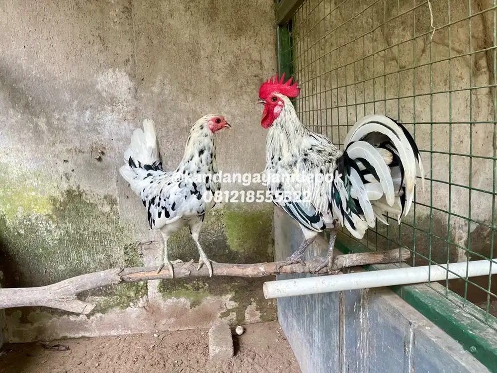 Ayam hias sepasang