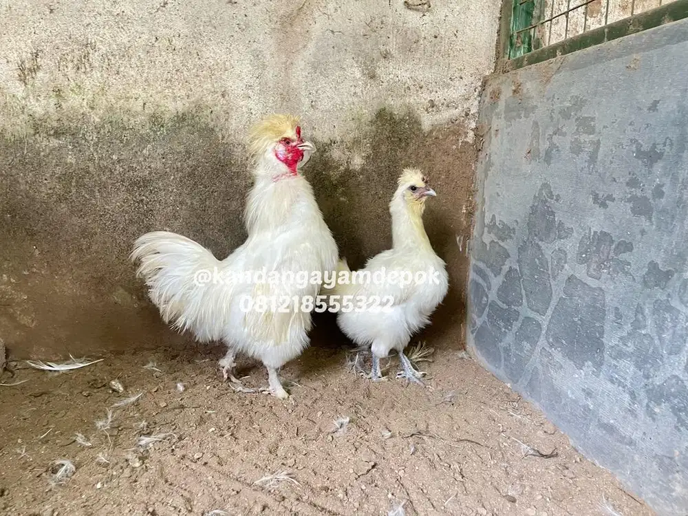 Ayam kapas sepasang